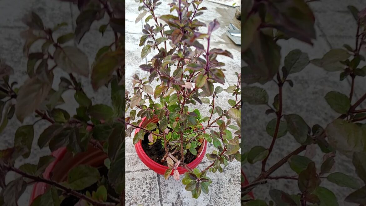 तुलसी का प्लांट को घना बनाने का खास तरीका#shorts#tulsi #gardening #caretips #yt तुलसी का प्लांट को घना बनाने का खास तरीका#shorts#tulsi #gardening #caretips #yt