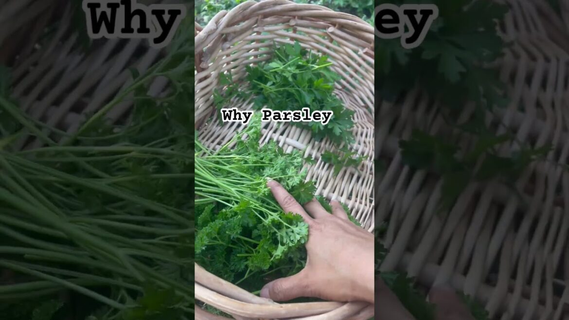 Why we grow a lot of parsley in the edible forest