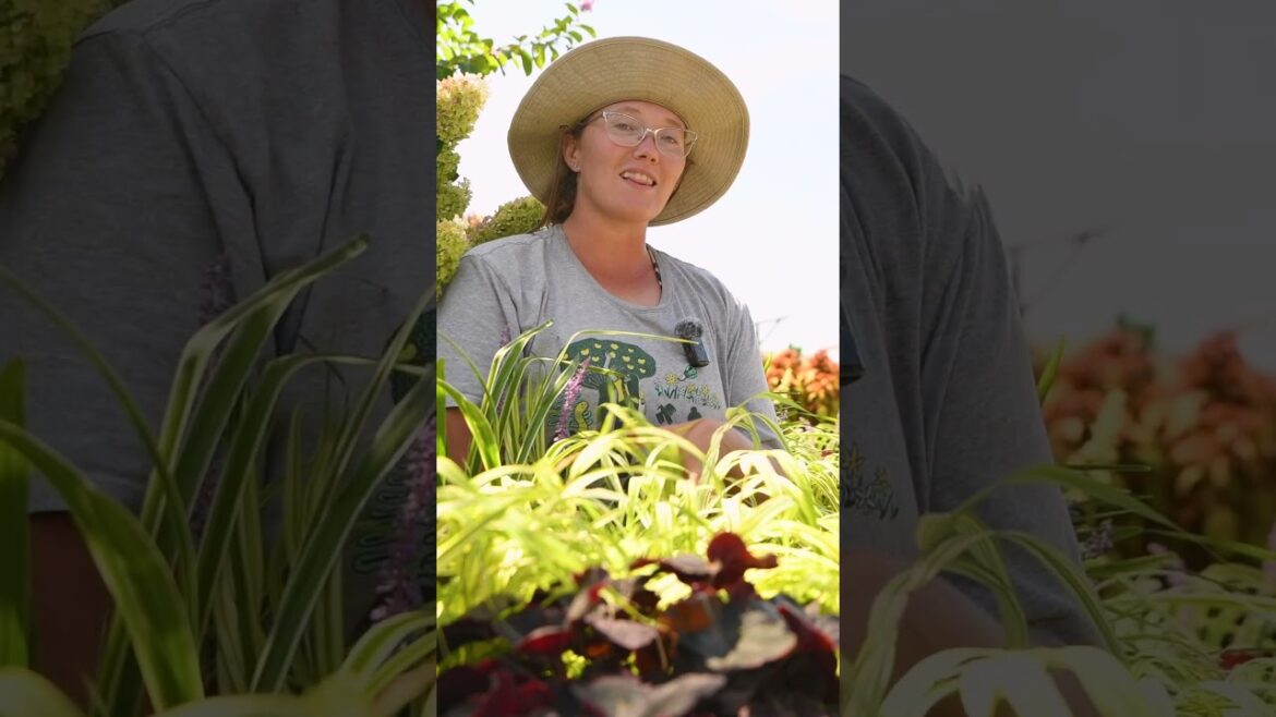 Bring Bright Colors to Your Shade Garden with Hakonecloah (Japanese Forest Grass) Bring Bright Colors to Your Shade Garden with Hakonecloah (Japanese Forest Grass)