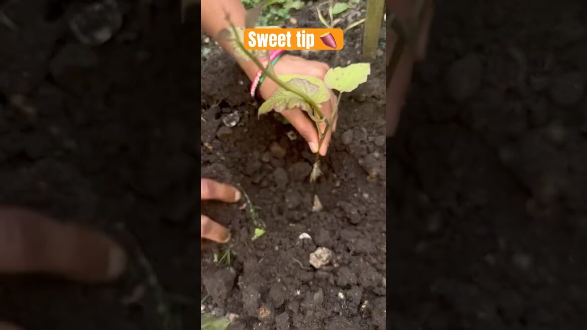 Sweet Tips For Sweet Potato 🍠 #viraltips #farming #telugushorts# #teluguvlogs #ytshortsviral