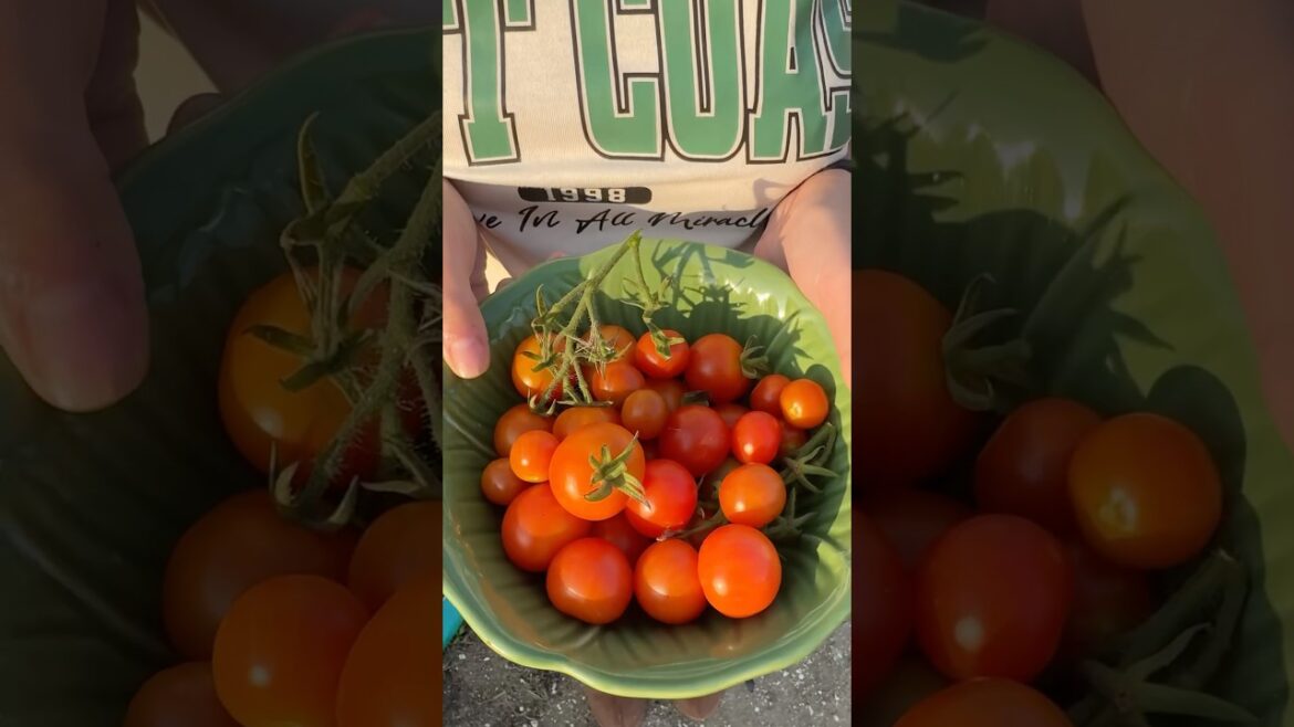 The Weird World of Homegrown Tomato Gardening Trends