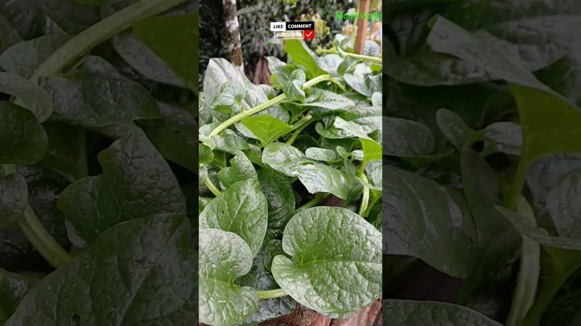 Growing spinach #vegetablegardening #shorts #viral