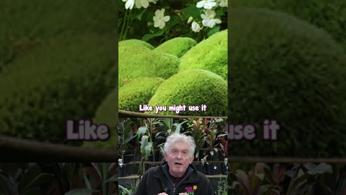 Create a serene Japanese or Zen style gardens with Lime Lava! Create a serene Japanese or Zen style gardens with Lime Lava!