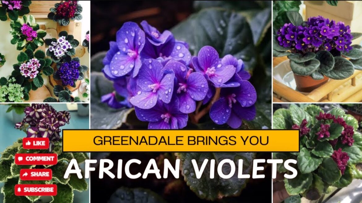 African Violets. #assam #africanviolets #gardener #gardeningtips #gardeningtips #flowers #flowering