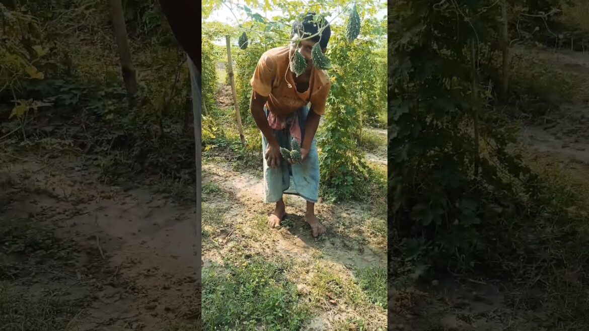 Amazing Bitter Gourd or karela Harvesting #shorts #short #shortvideo Amazing Bitter Gourd or karela Harvesting #shorts #short #shortvideo