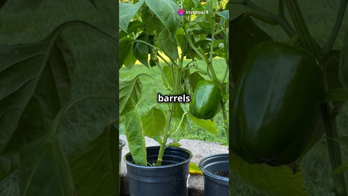 Grow Your Own Veggies in Plastic Barrels #youtubeshorts #gardening #gardentips #vegetablegardening Grow Your Own Veggies in Plastic Barrels #youtubeshorts #gardening #gardentips #vegetablegardening
