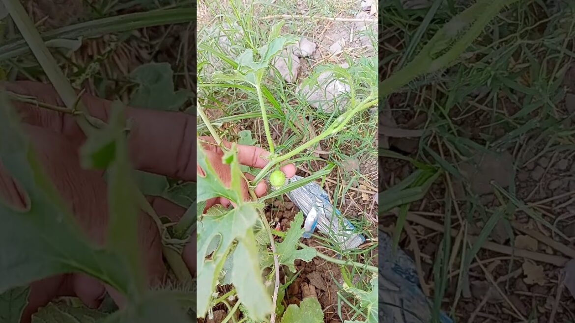 Best crops to grow in January and February |Profitable farming | Vegetable farming in Pakistan 2024 Best crops to grow in January and February |Profitable farming | Vegetable farming in Pakistan 2024