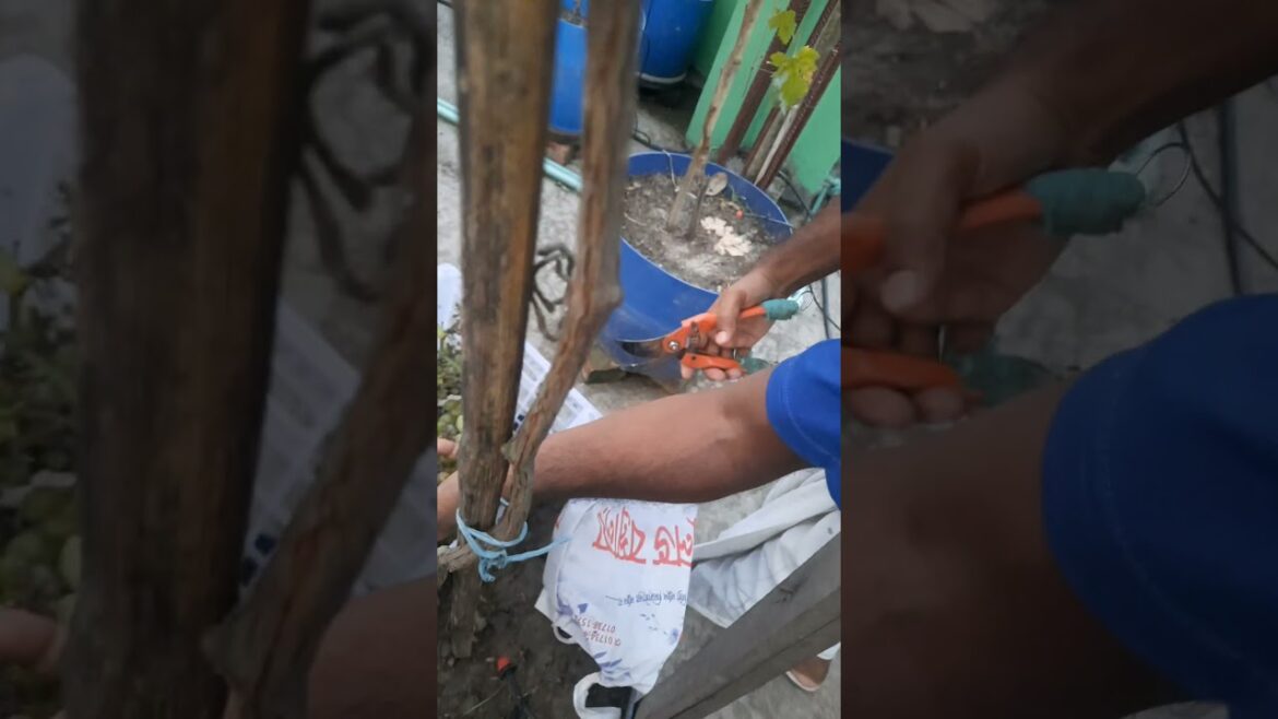 Alpha seedless grapes | আলফা সিডলেস আঙ্গুর #shortsvideo #fruit #gardening #gardener tips