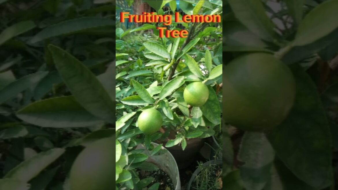 Growing Lemon Tree For Kitchen Garden | Garden Tips #viralvideo #video #nature #new #lemontree