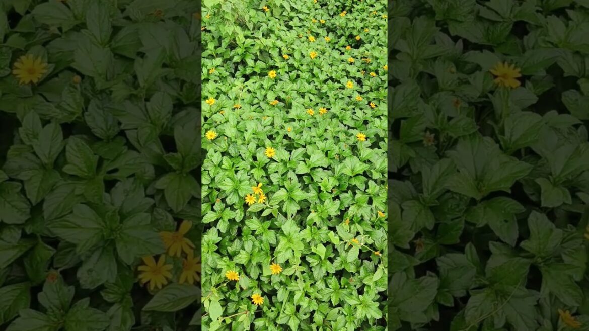 #beautifulnature #trending #nature #konaseema #flowers #gardening