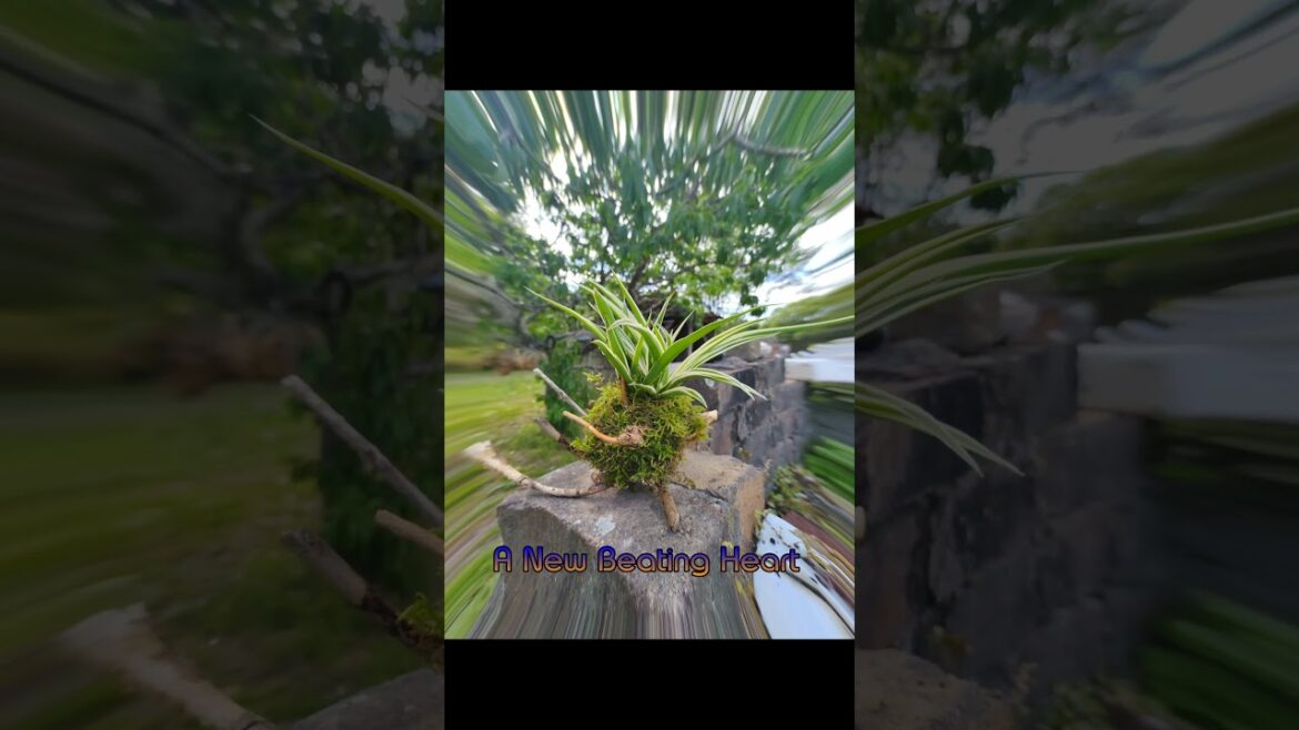 Fun Eco-Friendly Kokedama Gardening Idea #shorts