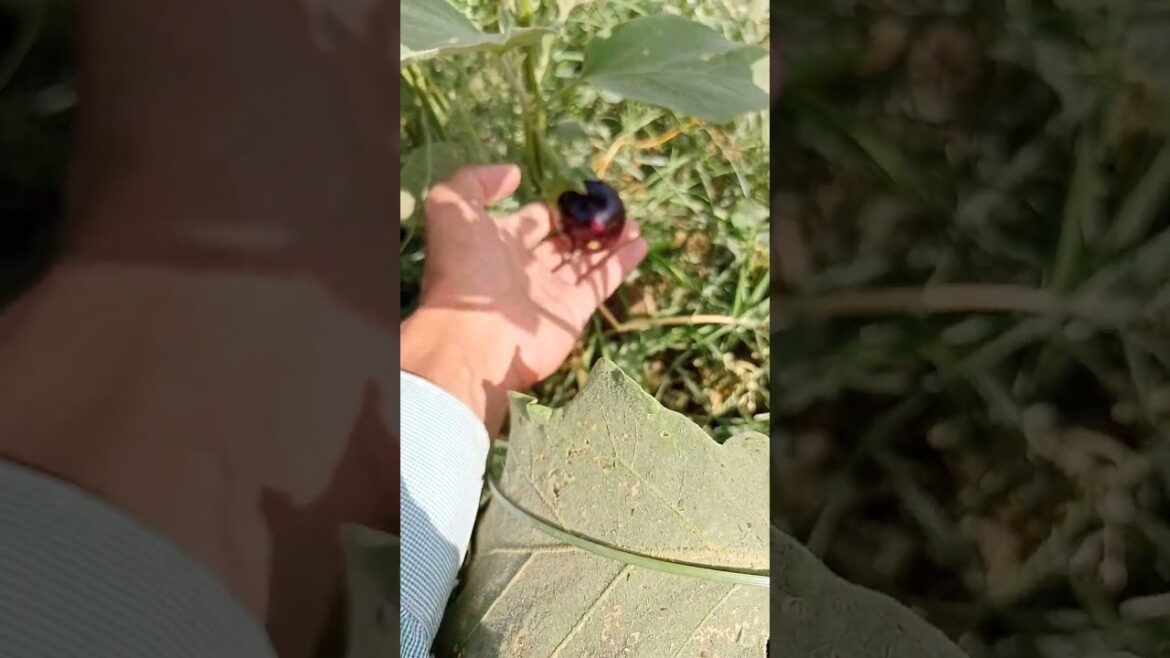 Best crops to grow in January and February |Profitable farming | Vegetable farming in Pakistan 2024 Best crops to grow in January and February |Profitable farming | Vegetable farming in Pakistan 2024