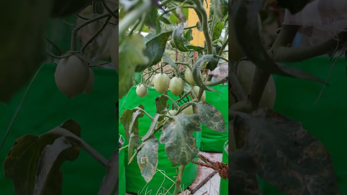 Tomato Shorts #asmr #gardening #garden #vegetablegardening #farming