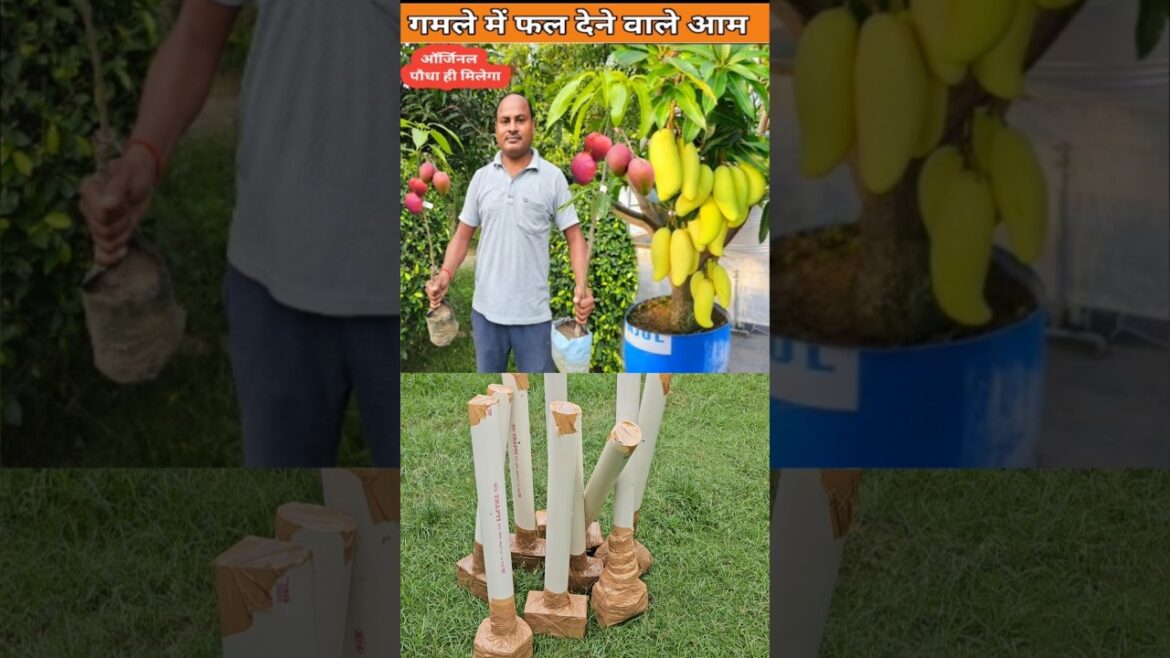 Best Mango Veraiety for Container Gardening | #shorts
