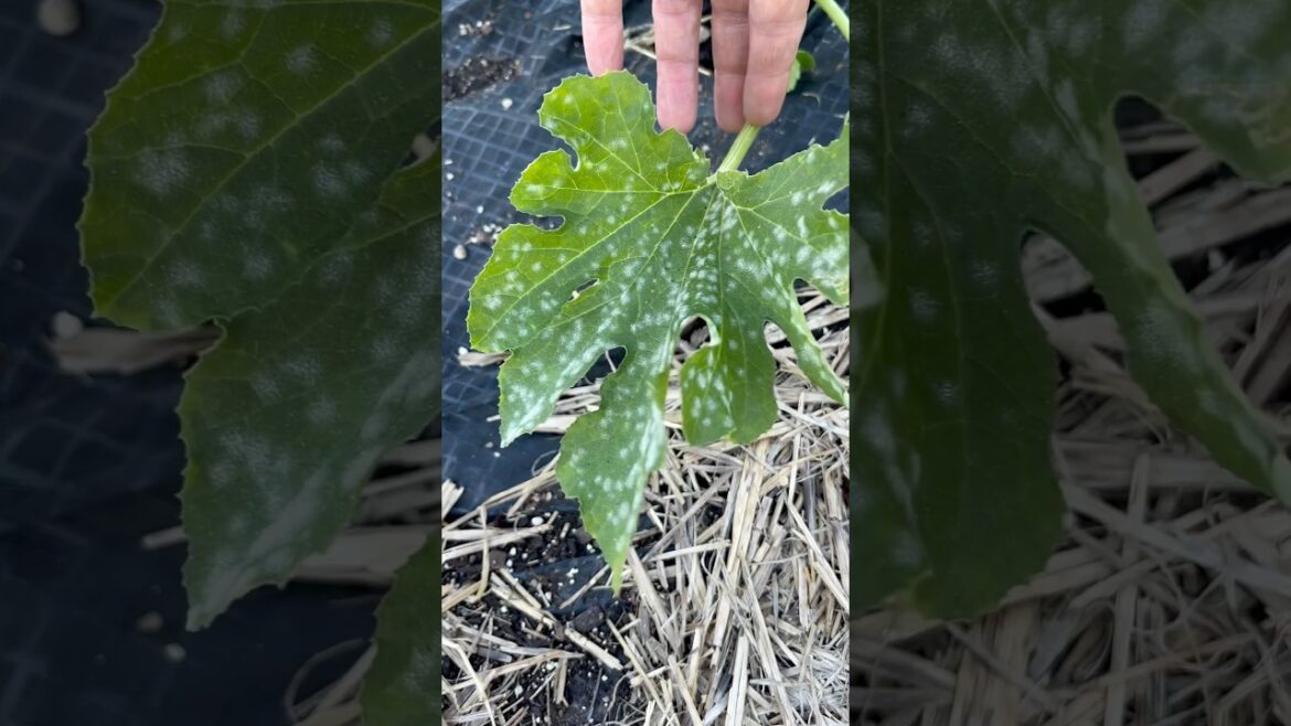 Powdery Mildew Treatment: Squash Plant #gardening #vegetablegardening #zucchini chini