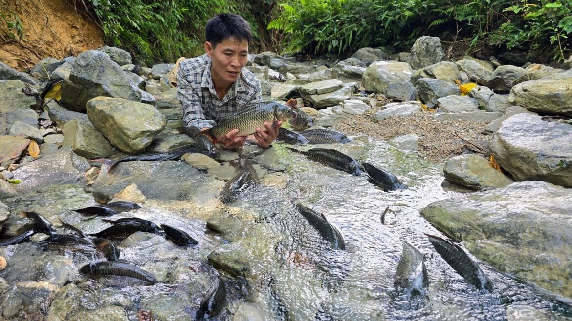Catching Stream Fish Using Traditional Methods – Selling Fish | Vegetable Gardening | Solo Survival Catching Stream Fish Using Traditional Methods - Selling Fish | Vegetable Gardening | Solo Survival