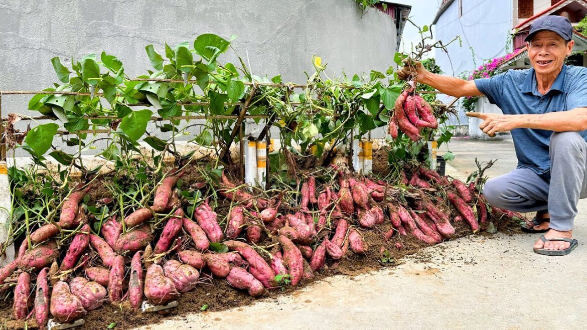 Tips Growing Sweet Potatoes Few People Know, No Cost Penny, Unbelievably Effective!