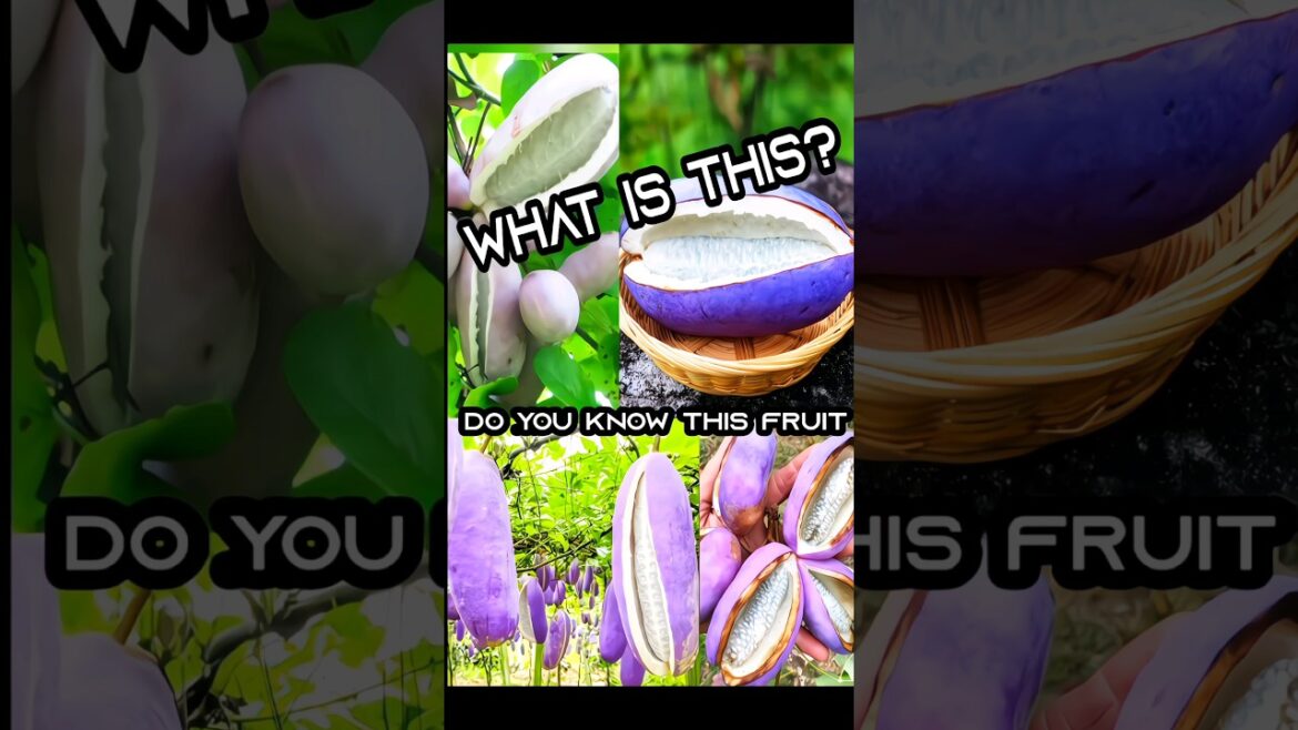 The Amezing Fact And Health Benefit about Akebi Fruit|#shorts #youtubeshorts #short #fruit #agro