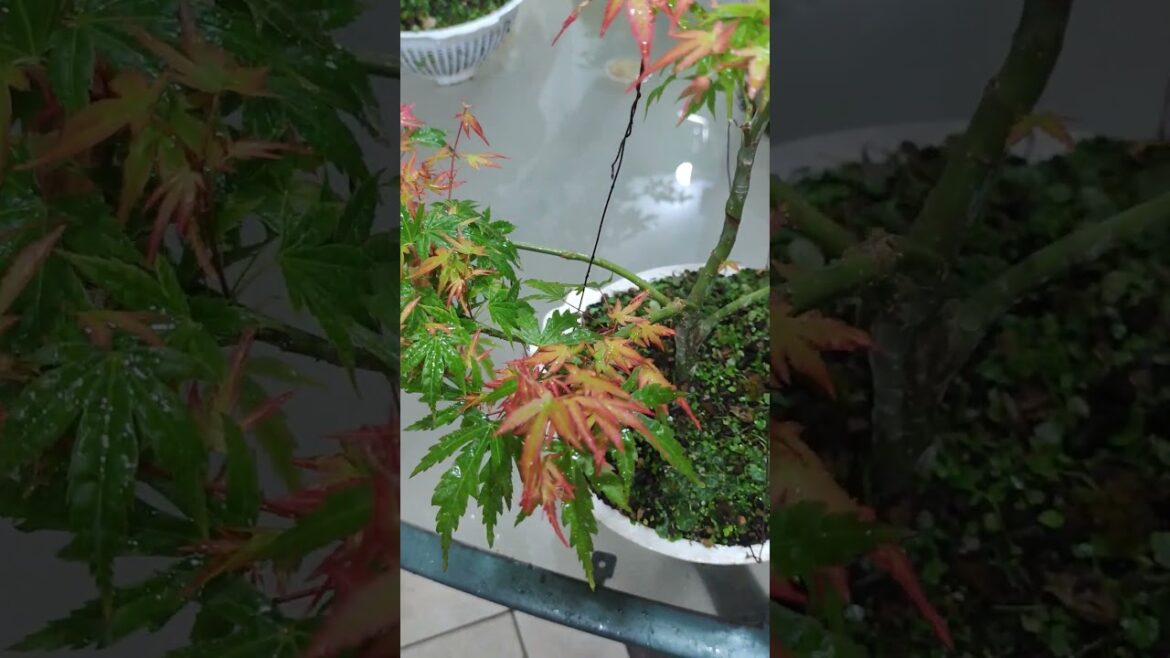 Japanese maples beatiful trees nice colour  #plants# bonsai# backyard #garden #landscape#nature