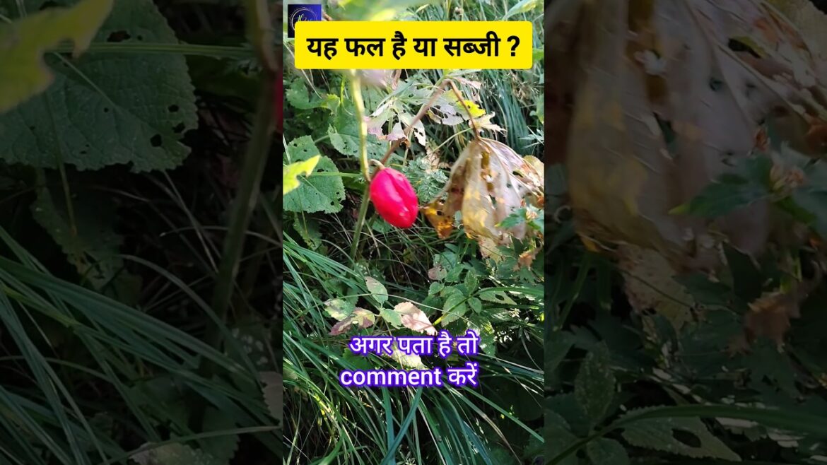 jungli fruit | junglee fruits | rare edible fruits | जंगली फल | wild edibles