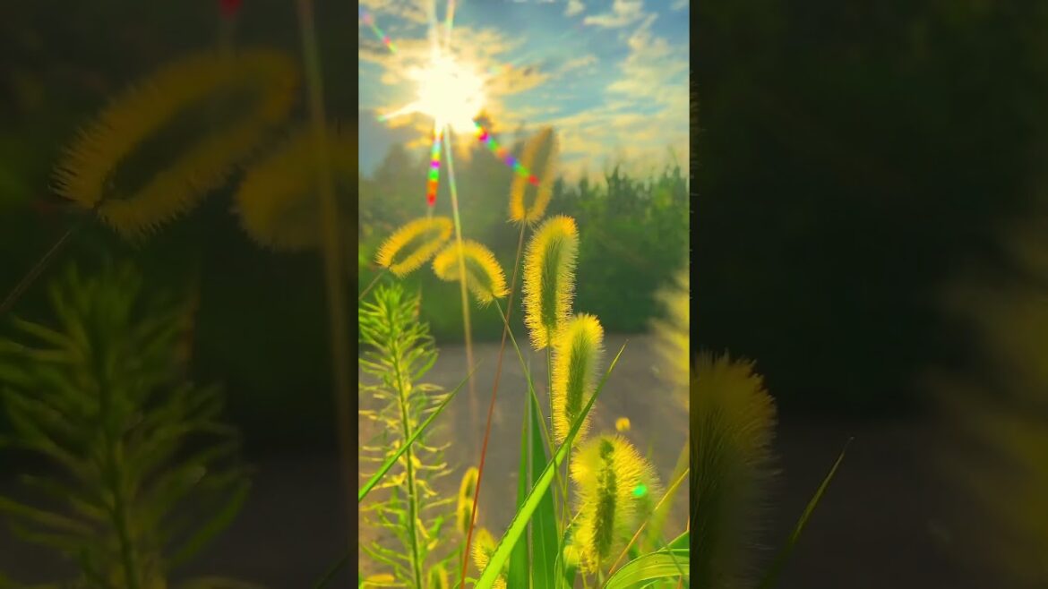 grass flower with wind and sunset background