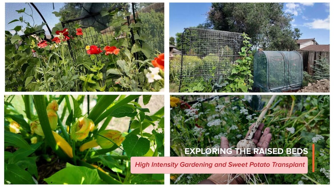 Exploring the Raised Beds | High Intensity Gardening and Sweet Potato Transplant | #TeenyTinyDiva