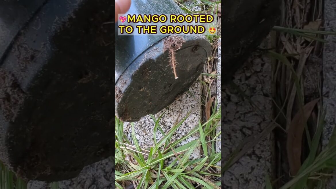 🥭Prevent MANGO Potted Plant from Rooting in the Ground #plantsinpots #growinginpots 🥭Prevent MANGO Potted Plant from Rooting in the Ground #plantsinpots #growinginpots