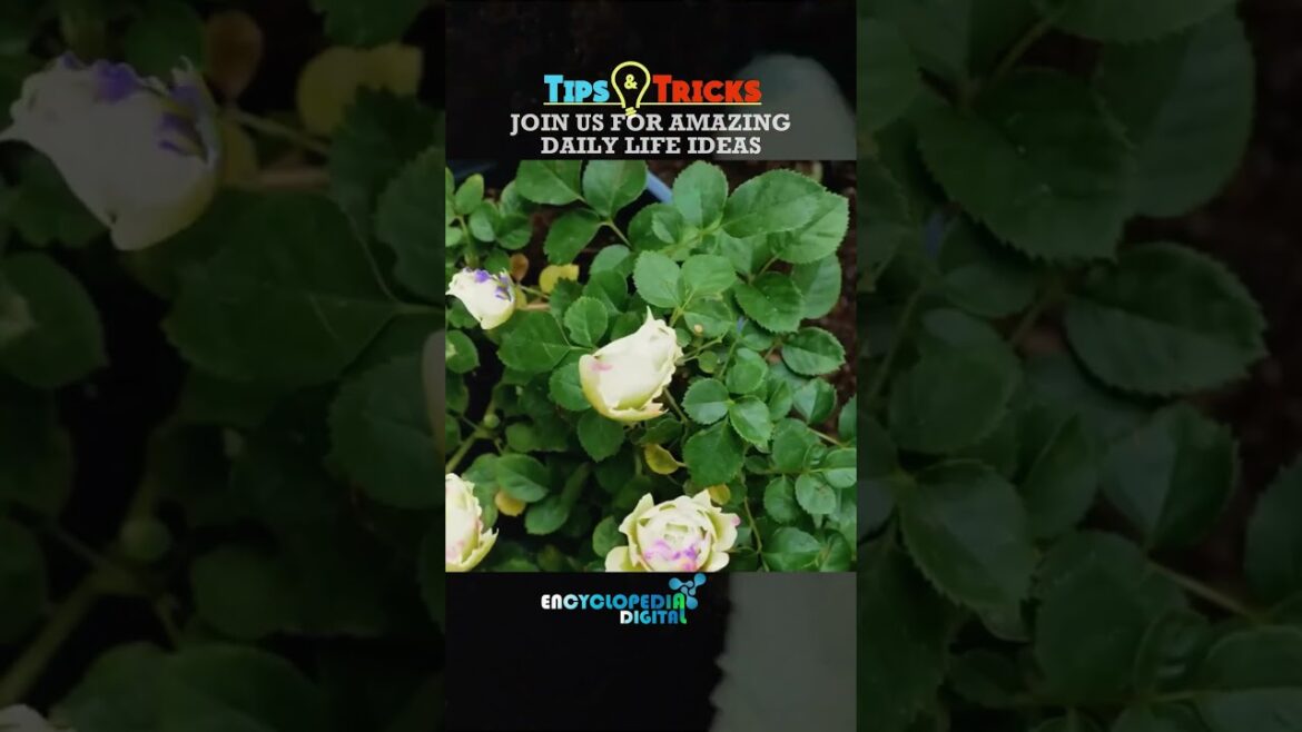 New Trending Videos 2024 | 100% Viral Shorts | Trends Continues #Shorts #Viral #Trending