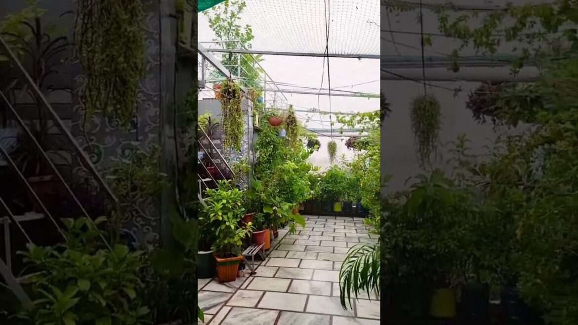 Gardening π #viralvideo #love #garderningtips #nature #backyardideas Gardening π #viralvideo #love #garderningtips #nature #backyardideas