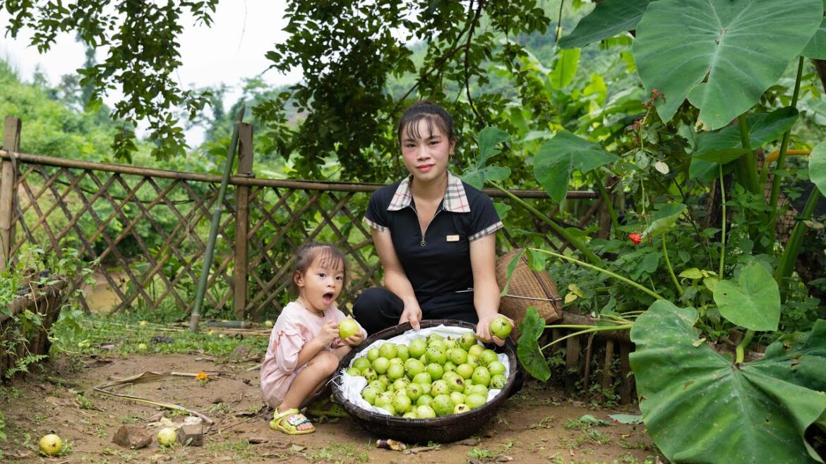 Growing Vegetables, Harvesting Guava to Sell and Cassava Sticky Rice, Mountain Life | EP.88 Growing Vegetables, Harvesting Guava to Sell and Cassava Sticky Rice, Mountain Life | EP.88