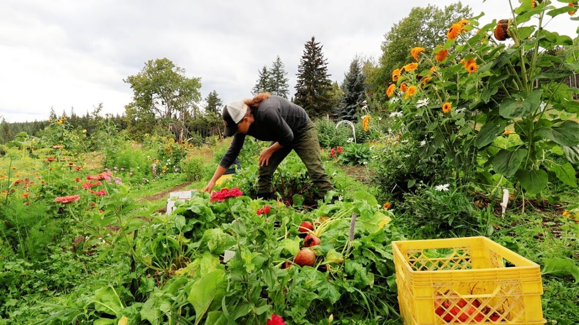 Giant Garden Harvest | Old Root Cellar Storing Giant Garden Harvest | Old Root Cellar Storing