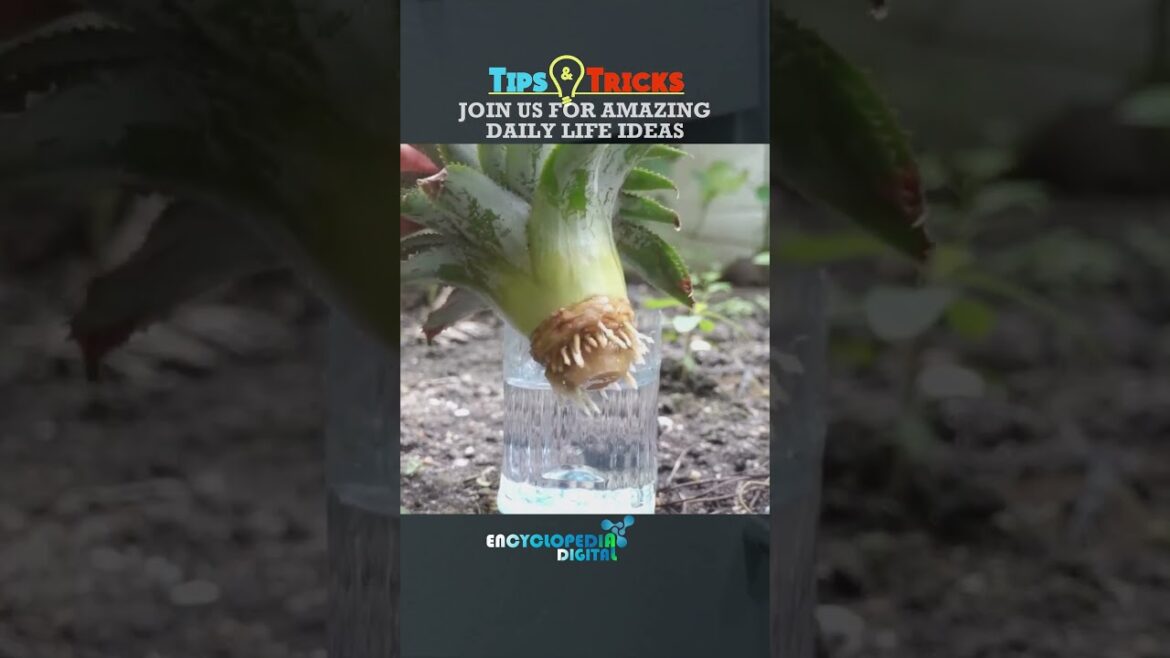 New Trending Videos 2024 | 100% Viral Shorts | Trends Continues #Shorts #Viral #Trending