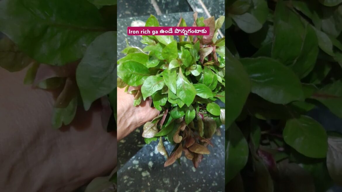 Today's harvest ponaganti kura benifits mantena official # organic vegetablegardening