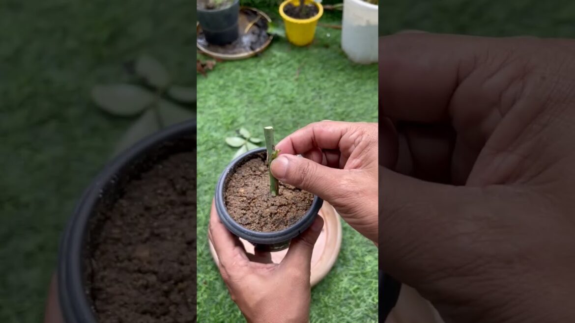 Mita’s Gardening Trick REVEALED Mita's Gardening Trick REVEALED