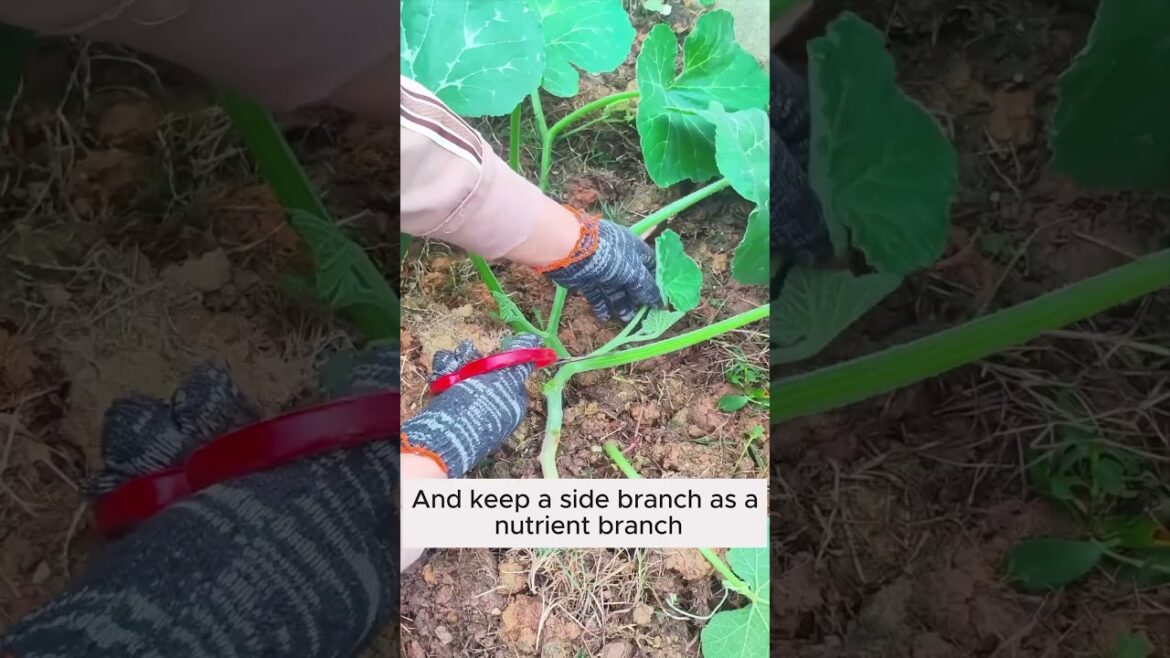 Subscribe for more such Gardening Tips & Ideas 👈🍁 #garden #gardening #gardeningideas #gardeningtips
