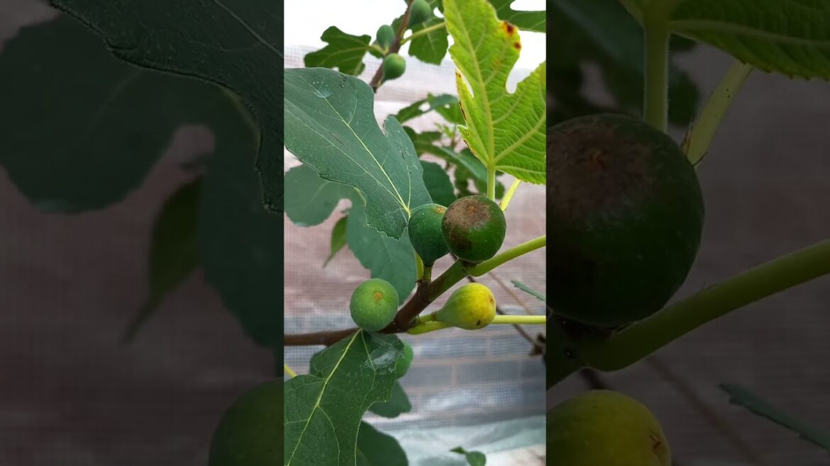 Spadafora Dark figs UK 21 September