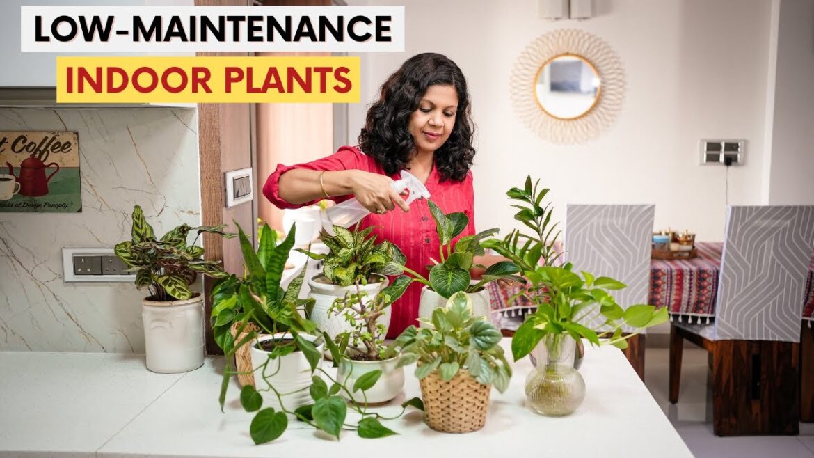 10 Low Maintenance Indoor Plants for Your Home | Easy House Plants Care Tips 10 Low Maintenance Indoor Plants for Your Home | Easy House Plants Care Tips