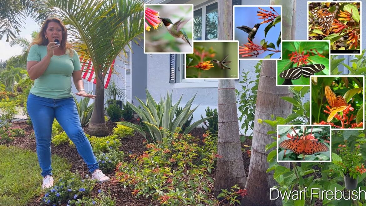 A Walk Through My Butterfly-Friendly Front Yard A Walk Through My Butterfly-Friendly Front Yard