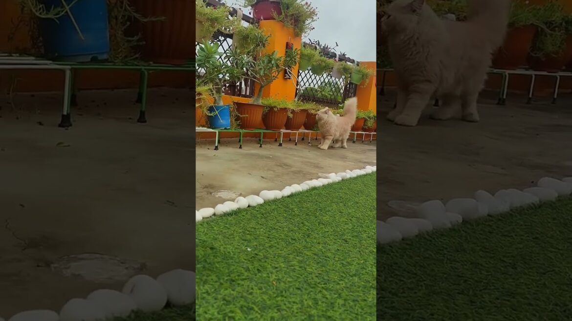 Gardening ๐ #viralvideo #love #garderningtips #nature #backyardideas Gardening ๐ #viralvideo #love #garderningtips #nature #backyardideas