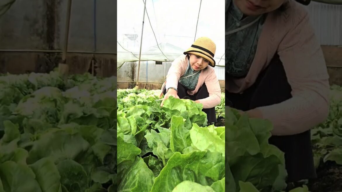 Harvesting salad vegetables according to clean standards #Lyphuchang #vegetable #agriculture #food Harvesting salad vegetables according to clean standards #Lyphuchang #vegetable #agriculture #food