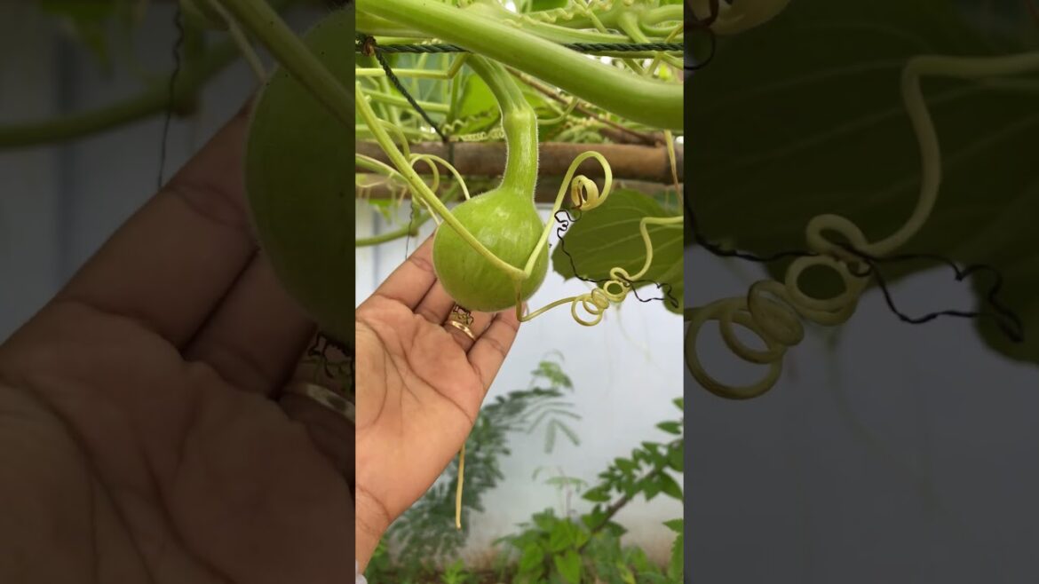 Daily life gardener by meimei / tips for growing/ enjoy with organic vegetable #shorts #gardening Daily life gardener by meimei / tips for growing/ enjoy with organic vegetable #shorts #gardening