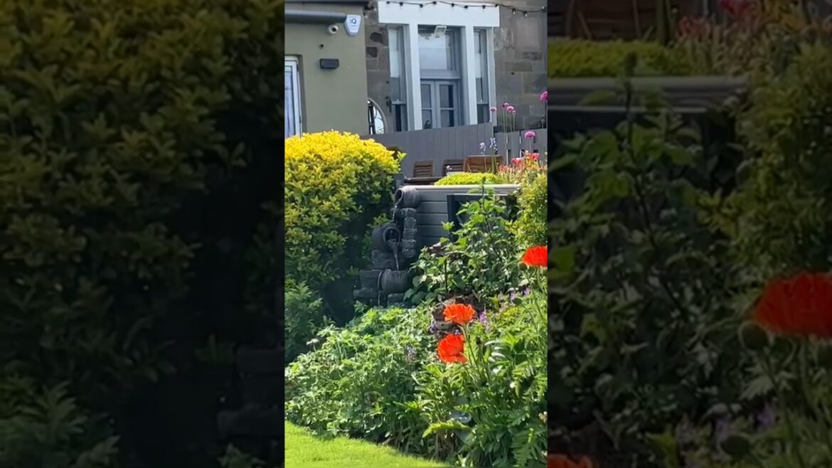 Garden view #shortvideo #treadingshorts #viralshorts #naturalbeauty