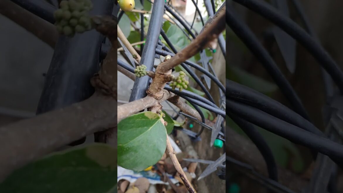 Berry shorts #asmr #gardening #garden #vegetablegardening #nature #plants #berry #flowers