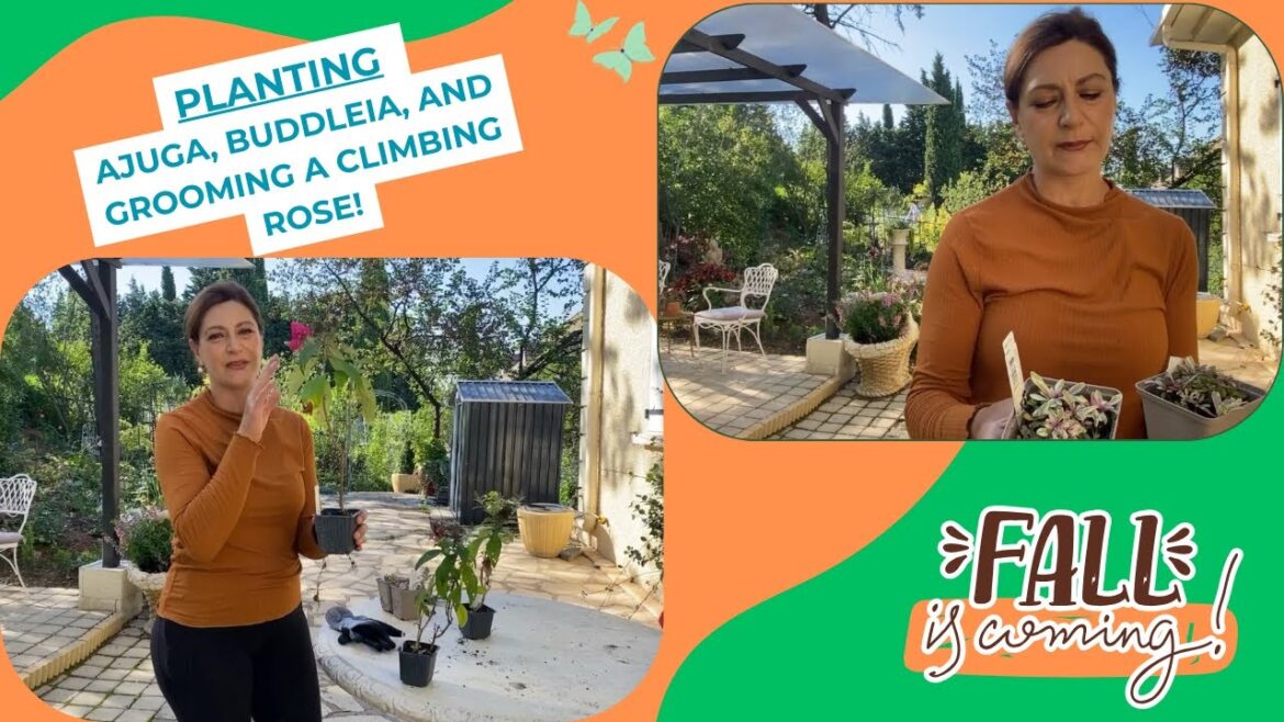 Planting Ajuga & Buddleia + Grooming a Climbing Rose: Easy Garden Tips! Planting Ajuga & Buddleia + Grooming a Climbing Rose: Easy Garden Tips!