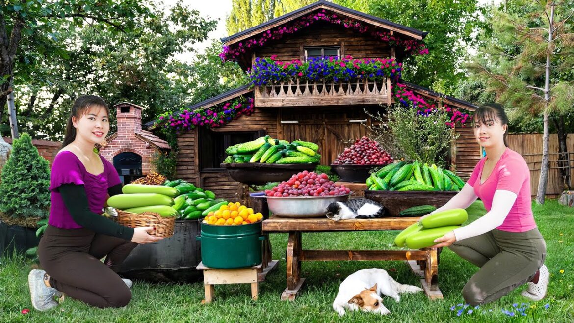 Harvest Luffa Goes To Countryside Market Sell - Vegetable Gardening | Phuong Daily Harvesting