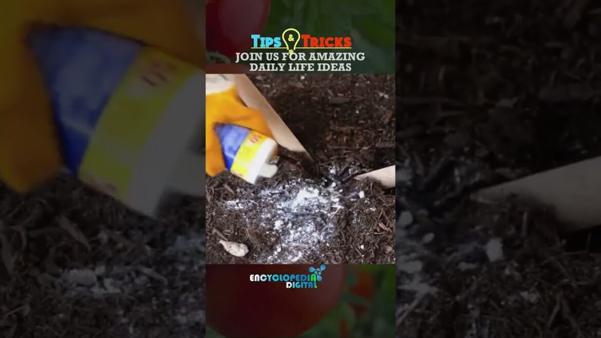 New Trending Videos 2024 | 100% Viral Shorts | Trends Continues #Shorts #Viral #Trending