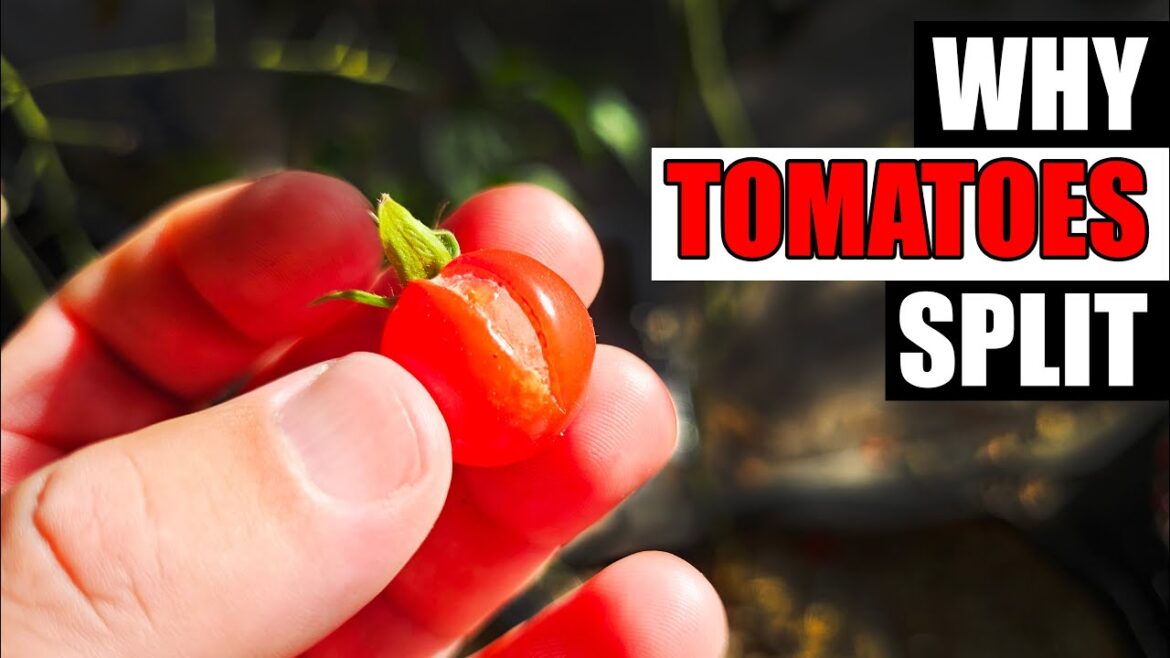 Why Do Tomatoes Split? - Garden Quickie Episode 217