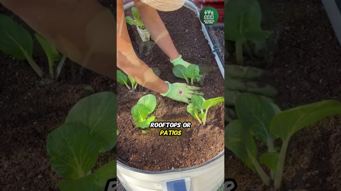 Container Gardening #shorts #containergardening #urbangardening