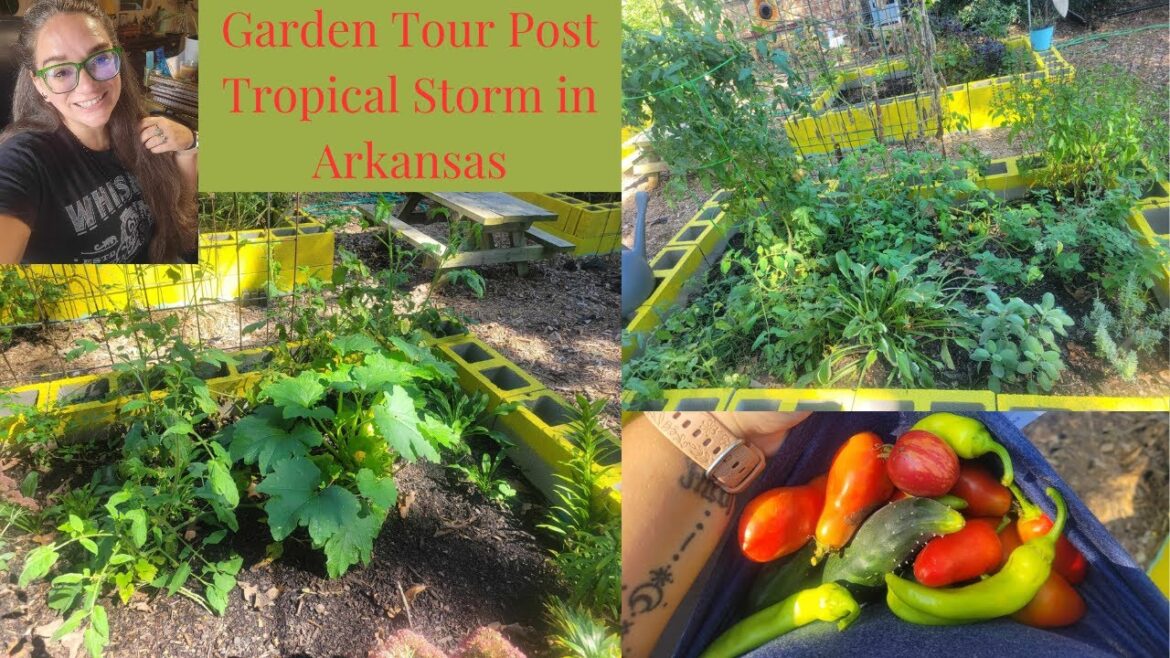 Post-Hurricane Garden: Surprising Growth & Challenges! 🌧️