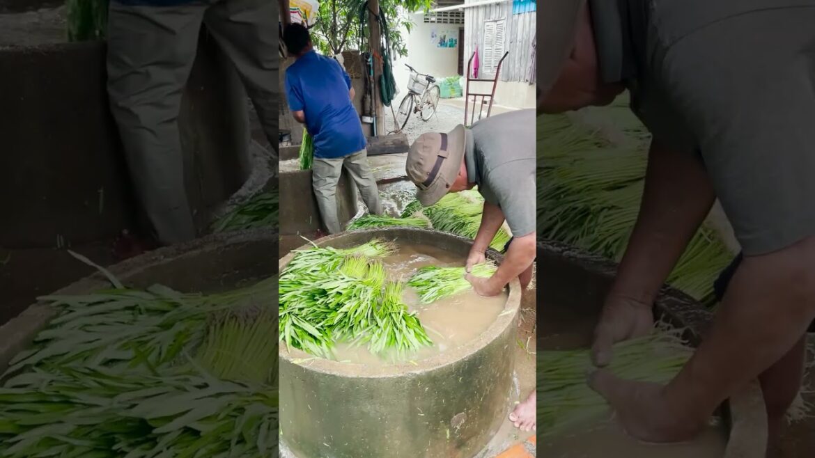 Cleaning Vegetable #farming #agriculture #shorts